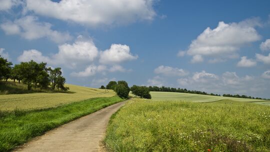 environnement forest sur marque